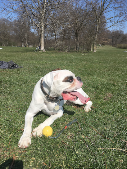 HUNDEFOTOGRAF MÜNCHEN MÜNCHEN HUNDEFOTOGRAF