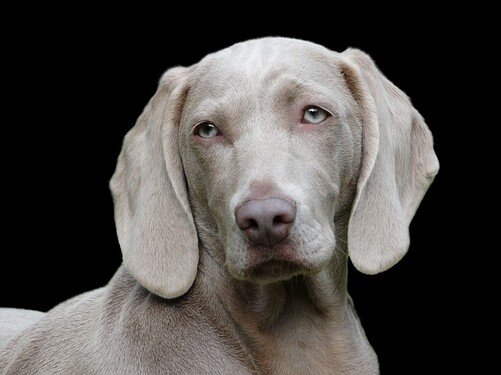 fotografie_weimaraner_muenchen-fotograf.jpg