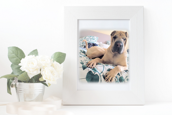 hunde_portraet_fotograf_studio_muenchen.png