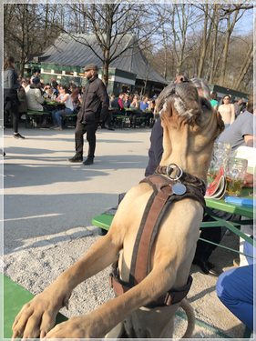 lustige_hunde_fotograf_muenchen_shar_pei.png