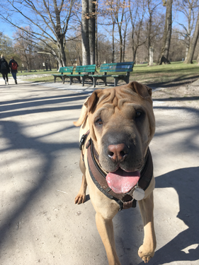 niela_englischer_garten_20119.png