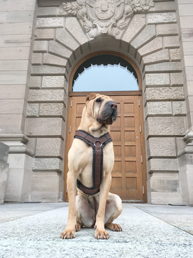 werbe_fotos_shar_pei_muenchen.png