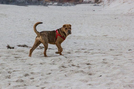 beach-435795_960_720.jpg