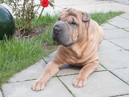 dog-1721499_960_720.jpg