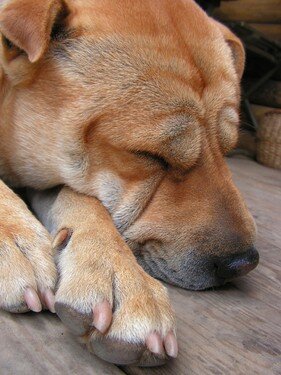 dog-443767_1280.jpg