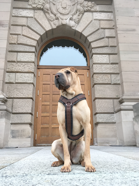 foto_hunde_agentur_muenchen.png