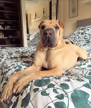 fotograf_muenchen_tiere_hunde_katzen.png