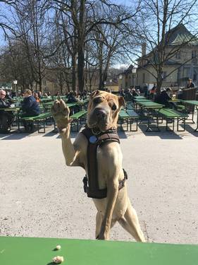 fotograf_werbung_china_turm_hund_shar_pei.png