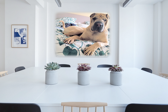 geschenk_idee_hund_fotograf.png