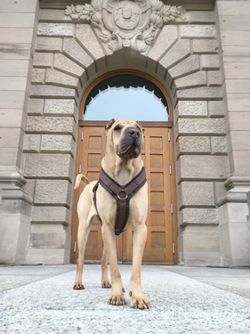 good_boy_werbefotografie_hunde_muenchen.png