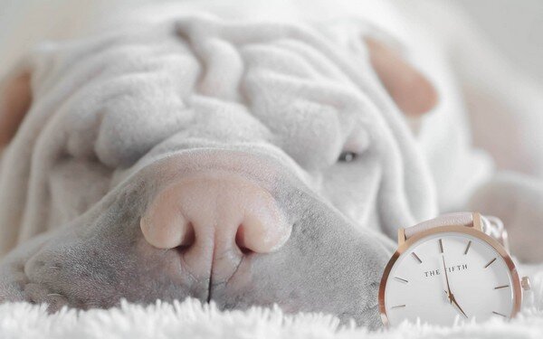 shar-pei-1663278_1920.jpg