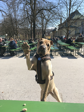 shar_pei_agfentur__fotografiehunde_muenchen.png