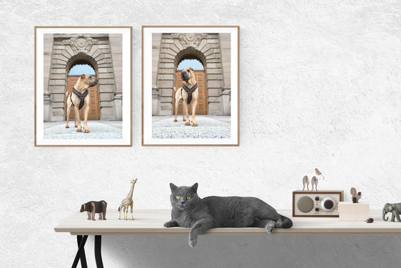 werbung_agentur_hunde_foto_agentur_fotograf.png