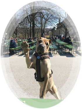 GOOD_BOY_HUNDE_FOTOS.png