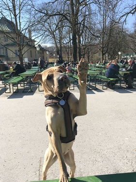 niela_hundefotos_shar_pei.png
