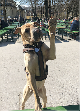 shar_pei_fotos.png