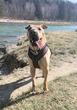 sharpei_muenchen.png