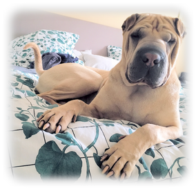 fotofrafie_werbung_hunde_muenchen-fotograf.png