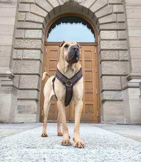 good_boy_werbefotografie_hunde_muenchen_2.png