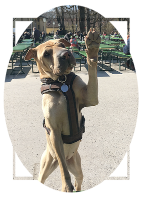 niela_hundefotos_shar_pei_agentur_werbeagentur.png