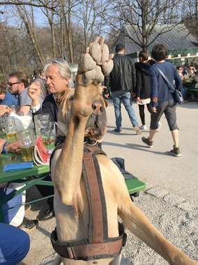 tatze_ganz_hoch.png