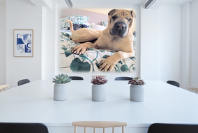 werbung_bilder_hunde_fotograf_muenchen.png