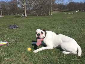 ball_zunge_hund.png