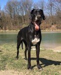 deutsche_dogge_good_boy_muenchen_fotos_agentur_werbung - Kopie.jpg