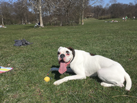 ball_zunge_hund.png