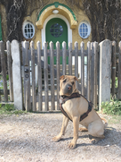 fotografie_shar_pei_agentur.png