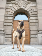 good_boy_werbefotografie_hunde_muenchen.png