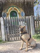 haus_mit_hund.png