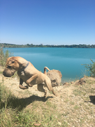 niela-shar_pei.png
