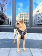 niela_model-agentur_hunde.png