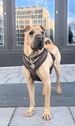 schoenes_bild_shar_pei.png