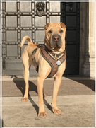 werberfotografie_muenchen_hunde_agentur.png