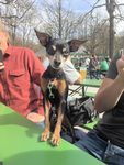 EDDY_HUND.png