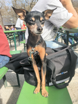 eddy_pinscher-ruisscher.png