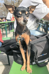 lustiger_hund.png