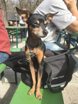 schoener_pinscher_eddy_und_murphy.png